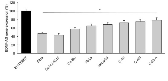 Endogenous gene expressions of human BDNF-AS were tested.jpg